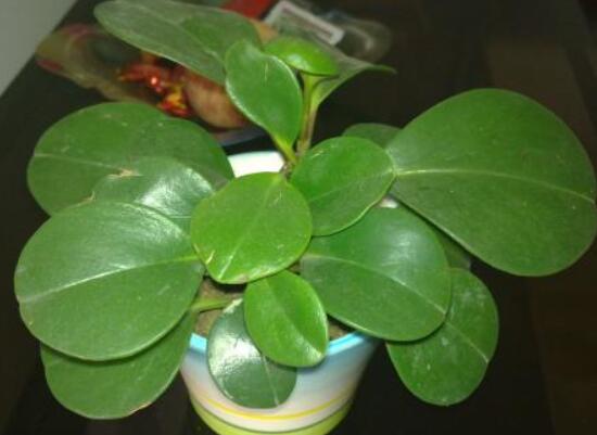 豆瓣绿叶插如何发芽快，4个技巧让豆瓣绿发芽提前1个月