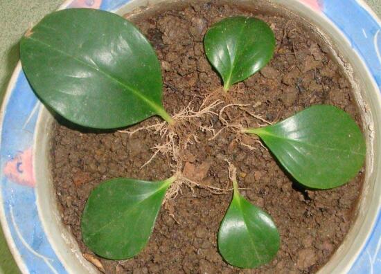 豆瓣绿叶插如何发芽快，4个技巧让豆瓣绿发芽提前1个月