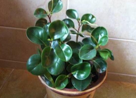 豆瓣绿叶插如何发芽快，4个技巧让豆瓣绿发芽提前1个月