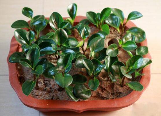 豆瓣绿叶插如何发芽快，4个技巧让豆瓣绿发芽提前1个月