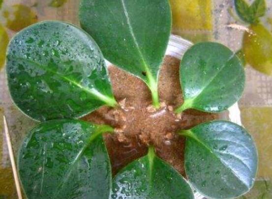 豆瓣绿叶插如何发芽快，4个技巧让豆瓣绿发芽提前1个月