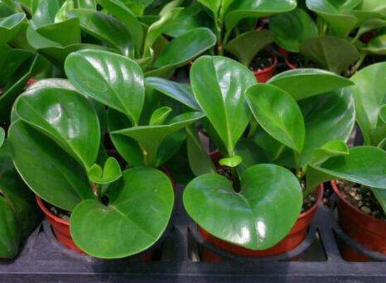 豆瓣绿叶插如何发芽快，4个技巧让豆瓣绿发芽提前1个月