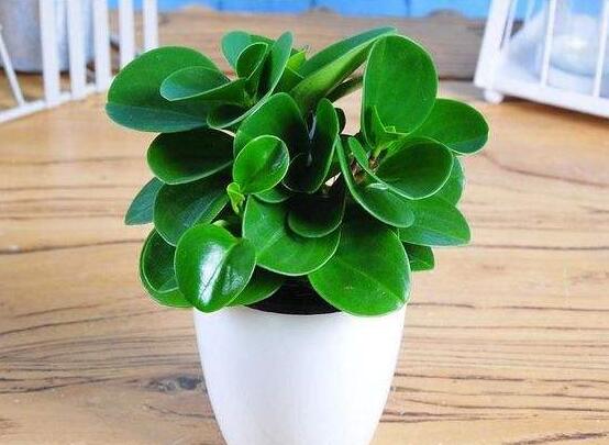 豆瓣绿叶插如何发芽快，4个技巧让豆瓣绿发芽提前1个月