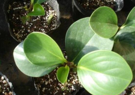 豆瓣绿叶插如何发芽快，4个技巧让豆瓣绿发芽提前1个月