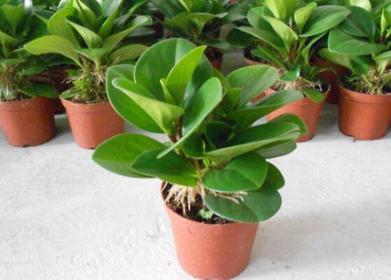 豆瓣绿叶子开裂如何处理，4种办法处理碧玉叶子开裂现象