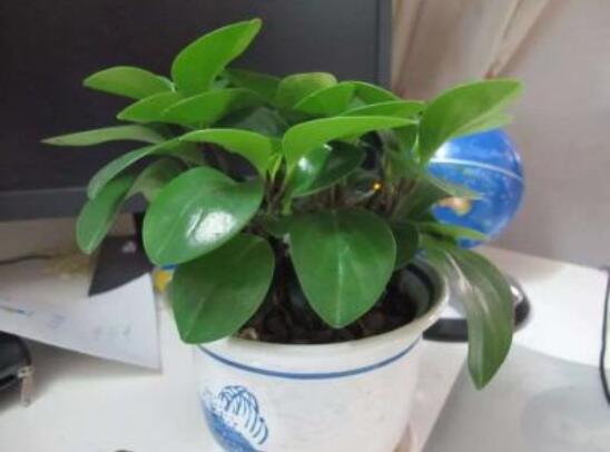 豆瓣绿叶子开裂如何处理，4种办法处理碧玉叶子开裂现象