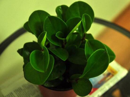 豆瓣绿叶子开裂如何处理，4种办法处理碧玉叶子开裂现象