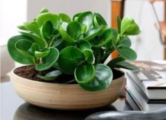 豆瓣绿叶子开裂如何处理，4种办法处理碧玉叶子开裂现象