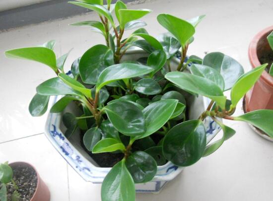 豆瓣绿叶子开裂如何处理，4种办法处理碧玉叶子开裂现象