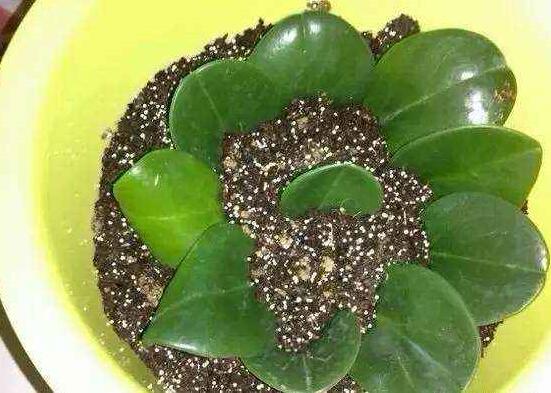 豆瓣绿如何繁殖，枝插/叶插/分株和播种皆可