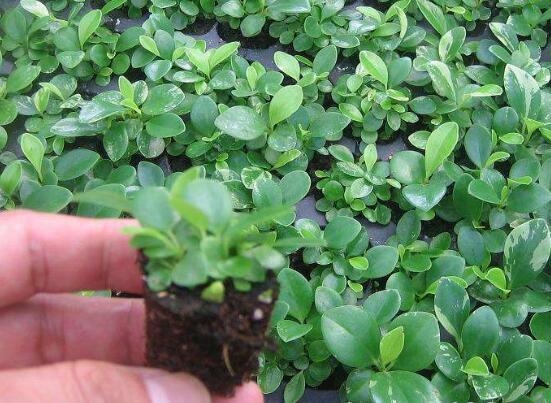 豆瓣绿如何繁殖，枝插/叶插/分株和播种皆可