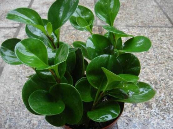 豆瓣绿如何繁殖，枝插/叶插/分株和播种皆可