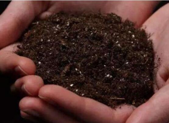 豆瓣绿如何繁殖，枝插/叶插/分株和播种皆可