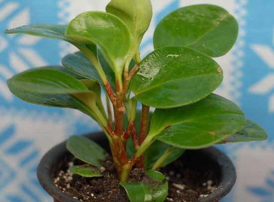 豆瓣绿如何繁殖，枝插/叶插/分株和播种皆可