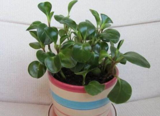 豆瓣绿如何繁殖，枝插/叶插/分株和播种皆可