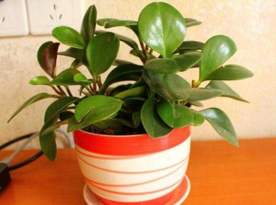 豆瓣绿开花图片 豆瓣绿如何养才能开花,豆瓣绿开花图片