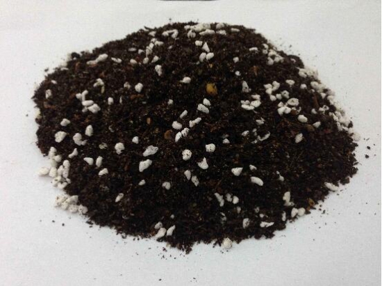 豆瓣绿如何养才能开花,豆瓣绿开花图片