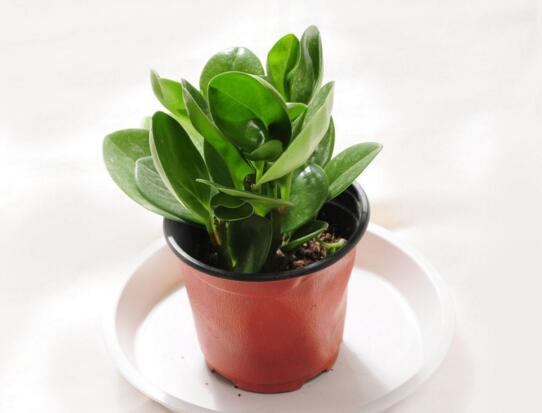 豆瓣绿如何养才能开花,豆瓣绿开花图片