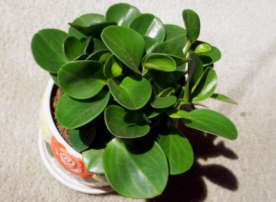 豆瓣绿如何养才能开花,豆瓣绿开花图片