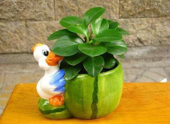 豆瓣绿如何养才能开花,豆瓣绿开花图片