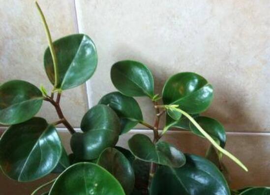 豆瓣绿如何养才能开花,豆瓣绿开花图片