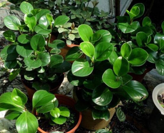 豆瓣绿如何养才能开花,豆瓣绿开花图片