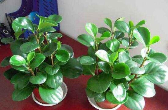 豆瓣绿如何养才能开花,豆瓣绿开花图片