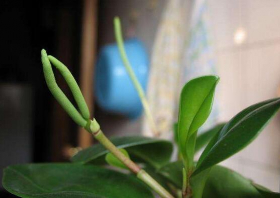 豆瓣绿如何养才能开花,豆瓣绿开花图片