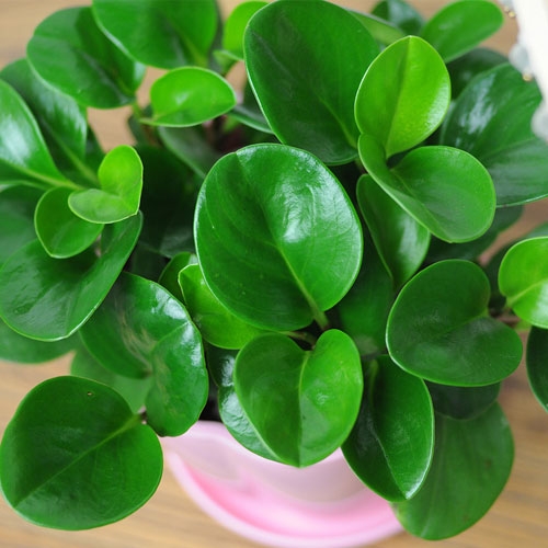 豆瓣绿夏季如何养：环境凉爽散光养护通风