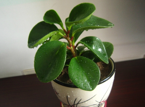 娇小可爱的豆瓣绿 豆瓣绿烂根的处理办法:利用豆瓣绿易扦插的特点来重新繁殖