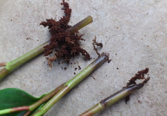 豆瓣绿烂根的处理办法：利用豆瓣绿易扦插的特点来重新繁殖