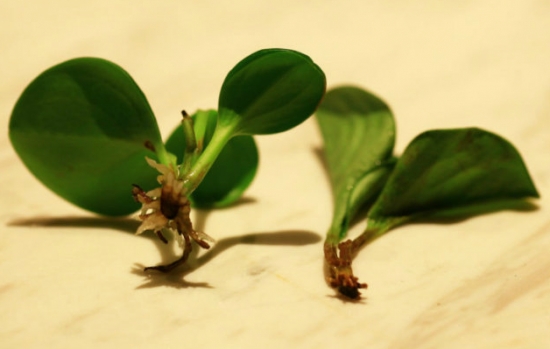 豆瓣绿扦插 豆瓣绿烂根的处理办法:利用豆瓣绿易扦插的特点来重新繁殖