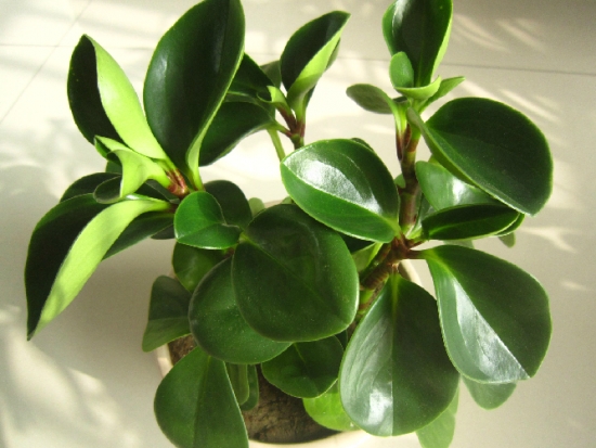 豆瓣绿 豆瓣绿烂根的处理办法:利用豆瓣绿易扦插的特点来重新繁殖