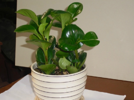 电脑宝贝的养殖办法 电脑宝贝的养殖办法:一不要晒,二留意通风,三不要干旱