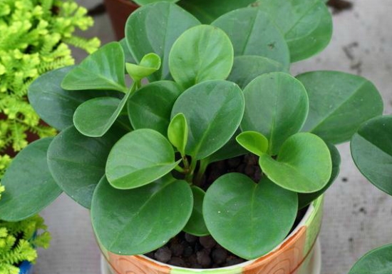 电脑宝贝 电脑宝贝的养殖办法:一不要晒,二留意通风,三不要干旱