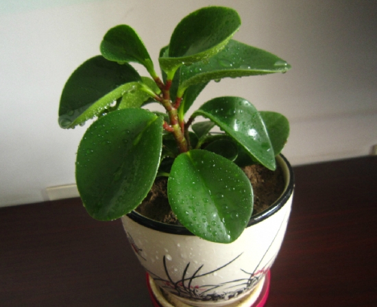 电脑宝贝 电脑宝贝的养殖办法:一不要晒,二留意通风,三不要干旱