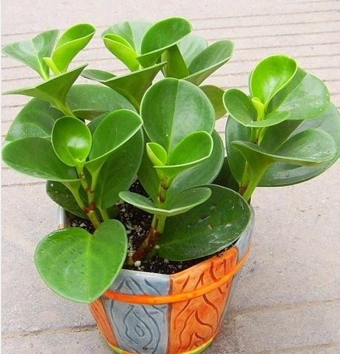 如何用叶片扦插繁殖五色豆瓣绿