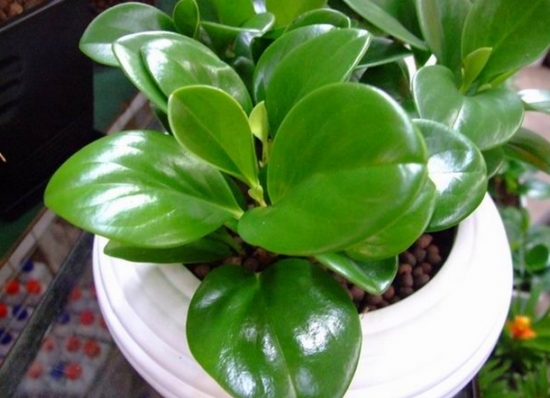 豆瓣绿应如何安全越冬