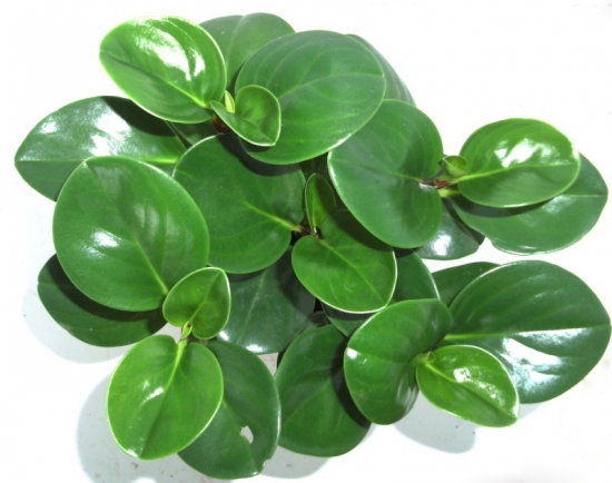 豆瓣绿 豆瓣绿的繁殖办法:家养多用分株繁殖