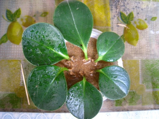 豆瓣绿叶插 豆瓣绿的繁殖办法:家养多用分株繁殖