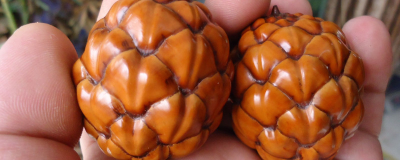 铁树籽如何盘玩