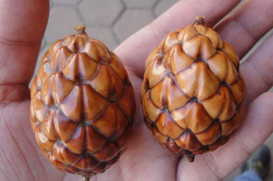 铁树籽如何盘玩