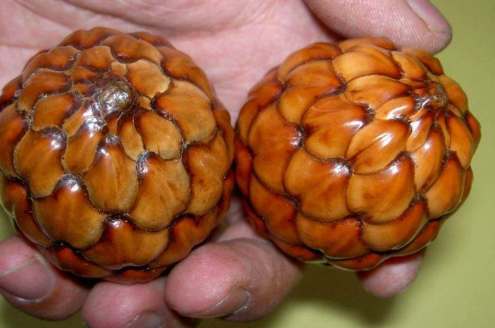 铁树籽如何盘玩