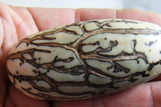 铁树籽如何盘玩