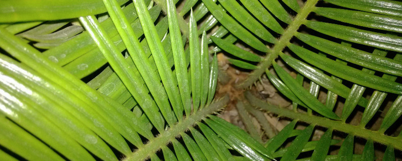 巴西铁树为何叶子发黄