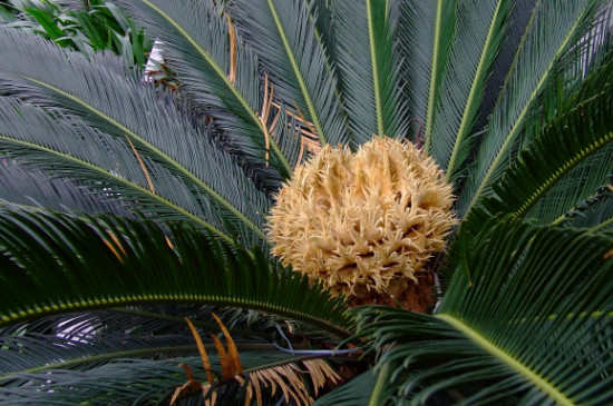 巴西铁树为何叶子发黄