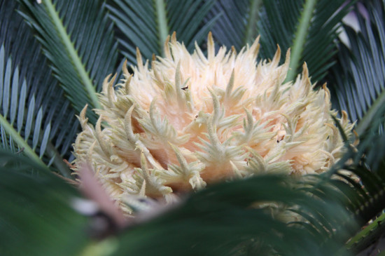 巴西铁树为何叶子发黄