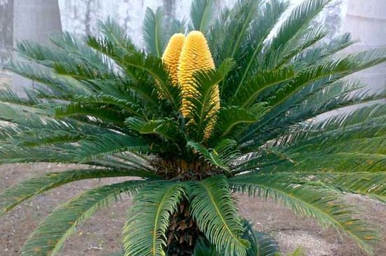 铁树球茎如何快速生根