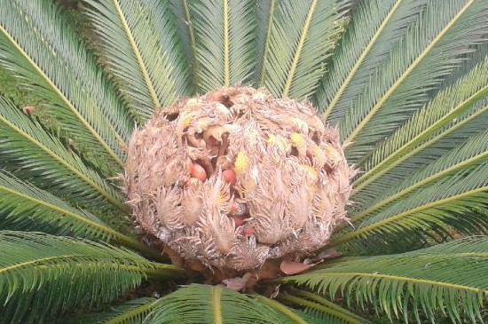 铁树花有什么药用价值