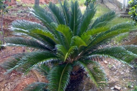 铁树砍头后多久能发芽